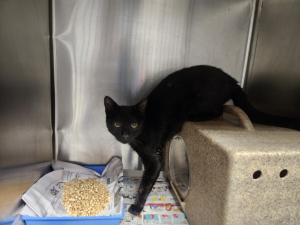 Shelter Stray Male Cat last seen , Los Angeles, CA 90025