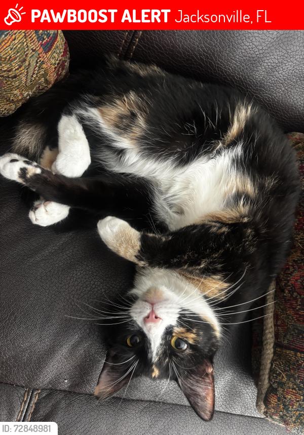 Lost Female Cat last seen In my  Apt 211, Building 2, Jacksonville, FL 32256