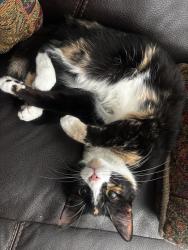Lost Female Cat last seen In my  Apt 211, Building 2, Jacksonville, FL 32256