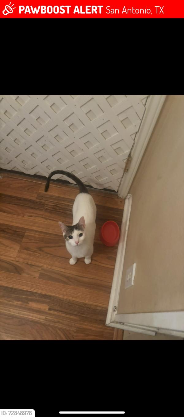 Lost Female Cat last seen Near , San Antonio, TX 78251