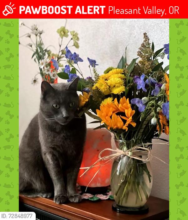 Lost Male Cat last seen SE 162AVE and SE Baxter RD, Pleasant Valley, OR 97236