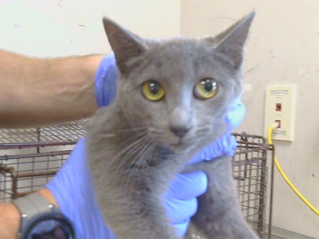 Shelter Stray Female Cat last seen Near BLOCK  CHERBOURG DR, Sacramento, CA 95827