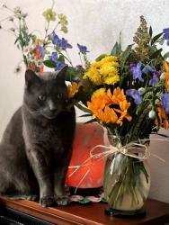 Lost Male Cat last seen SE 162AVE and SE Baxter RD, Pleasant Valley, OR 97236