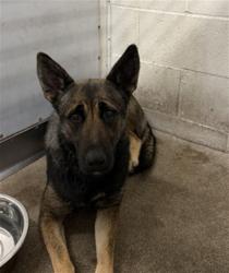 Shelter Stray Female Dog last seen Near BLOCK YUCCA AVE, San Bernardino, CA 92401