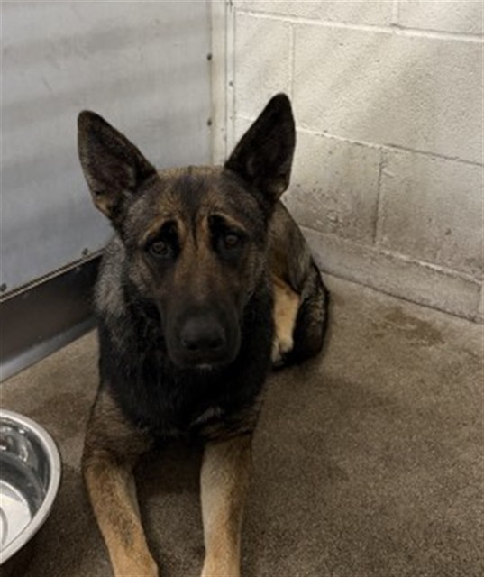 Shelter Stray Female Dog last seen Near BLOCK YUCCA AVE, San Bernardino, CA 92401