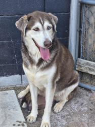 Found/Stray Female Dog last seen Esplanade way and Vista Flora way, Paradise, NV 89121