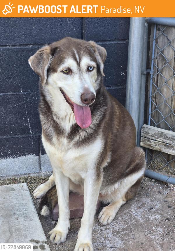 Found/Stray Female Dog last seen Esplanade way and Vista Flora way, Paradise, NV 89121