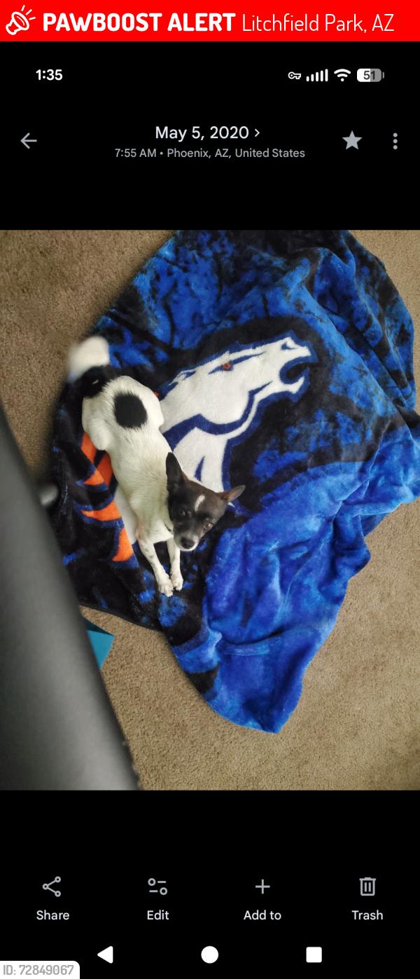 Lost Male Dog last seen Allen Ranches , Litchfield Park, AZ 85340