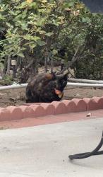 Found/Stray Unknown Cat last seen Roaming around bushes near s. , Los Angeles, CA 91326
