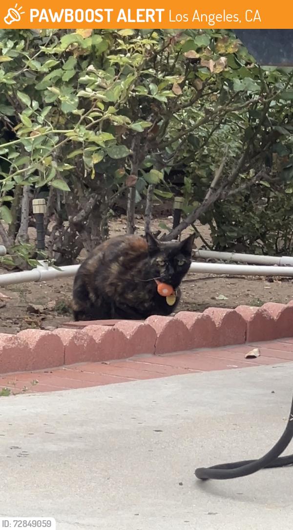 Found/Stray Unknown Cat last seen Roaming around bushes near s. , Los Angeles, CA 91326