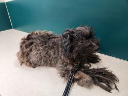 Found/Stray Female Dog last seen Bowen and Sublet, Arlington, TX 76017