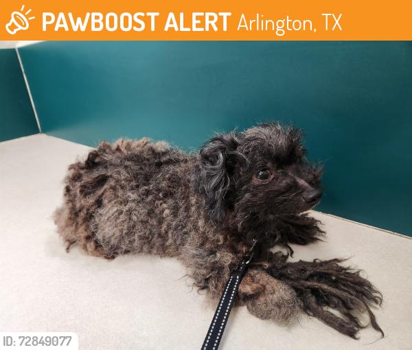 Found/Stray Female Dog last seen Bowen and Sublet, Arlington, TX 76017