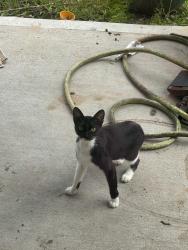Found/Stray Female Cat last seen Riverstone Ranch Clear Creek, Houston, TX 77089