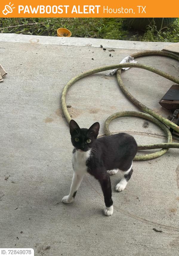 Found/Stray Female Cat last seen Riverstone Ranch Clear Creek, Houston, TX 77089