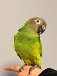 Lost Male Bird last seen Plattduetsche  Society, Franklin Square, NY 11010