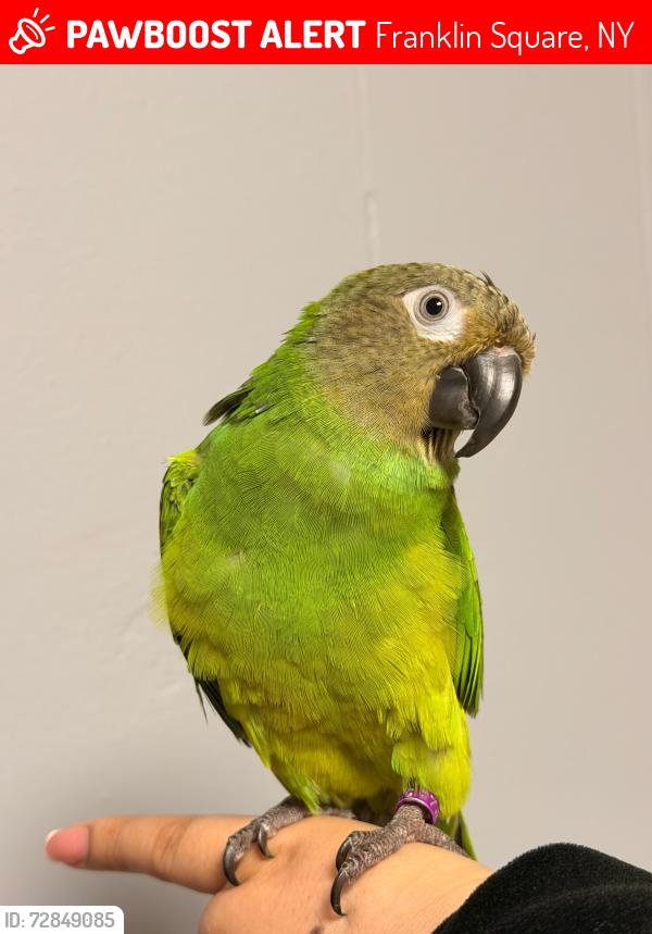 Lost Male Bird last seen Plattduetsche  Society, Franklin Square, NY 11010
