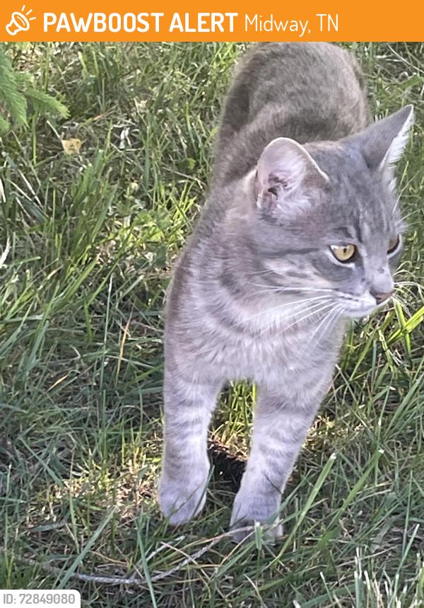 Found/Stray Female Cat last seen Huffine Road and Antioch Road 1/2 mile from Dog park , Midway, TN 37659