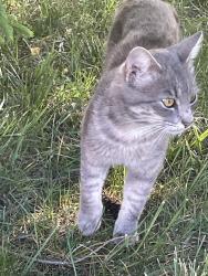 Found/Stray Female Cat last seen Huffine Road and Antioch Road 1/2 mile from Dog park , Midway, TN 37659