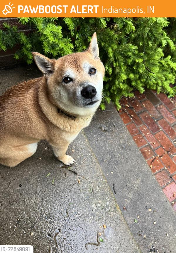 Found/Stray Female Dog last seen 42nd and Arthington blvd, Indianapolis, IN 46218