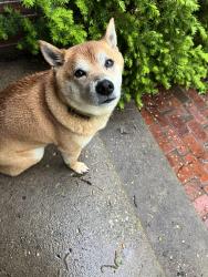 Found/Stray Female Dog last seen 42nd and Arthington blvd, Indianapolis, IN 46218