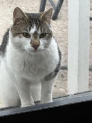 Found/Stray Unknown Cat last seen Walton Drive and Cleveland Drive, Buffalo, NY 14225