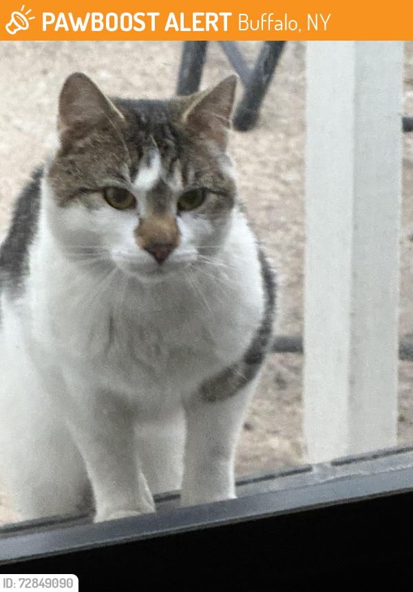 Found/Stray Unknown Cat last seen Walton Drive and Cleveland Drive, Buffalo, NY 14225