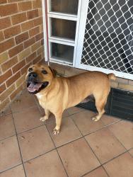 Found/Stray Unknown Dog last seen Annandale Christian College , Annandale, QLD 4814