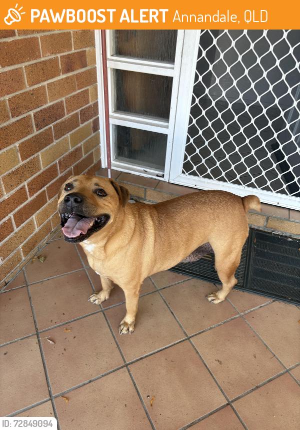 Found/Stray Unknown Dog last seen Annandale Christian College , Annandale, QLD 4814