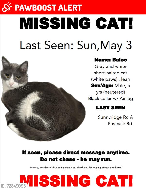 Lost Male Cat last seen Rainbow Ridge & Eastvale Rd. , Los Angeles County, CA 90274