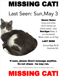 Lost Male Cat last seen Rainbow Ridge & Eastvale Rd. , Los Angeles County, CA 90274