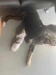 Found/Stray Female Dog last seen Near Lynda pl, Decatur, GA 30032