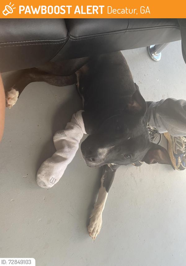 Found/Stray Female Dog last seen Near Lynda pl, Decatur, GA 30032