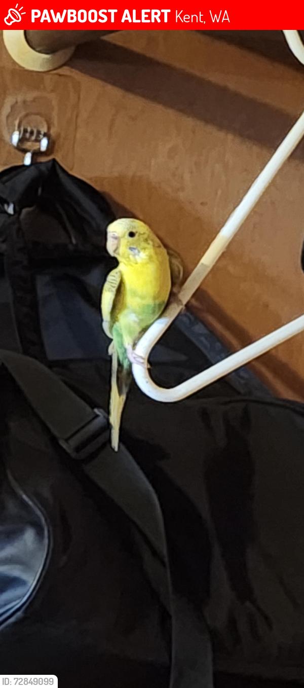 Lost Female Bird last seen 129th & 252nd St , Kent, WA 98030