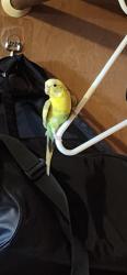 Lost Female Bird last seen 129th & 252nd St , Kent, WA 98030