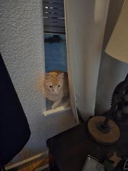 Lost Female Cat last seen England boulevard , Missoula, MT 59808