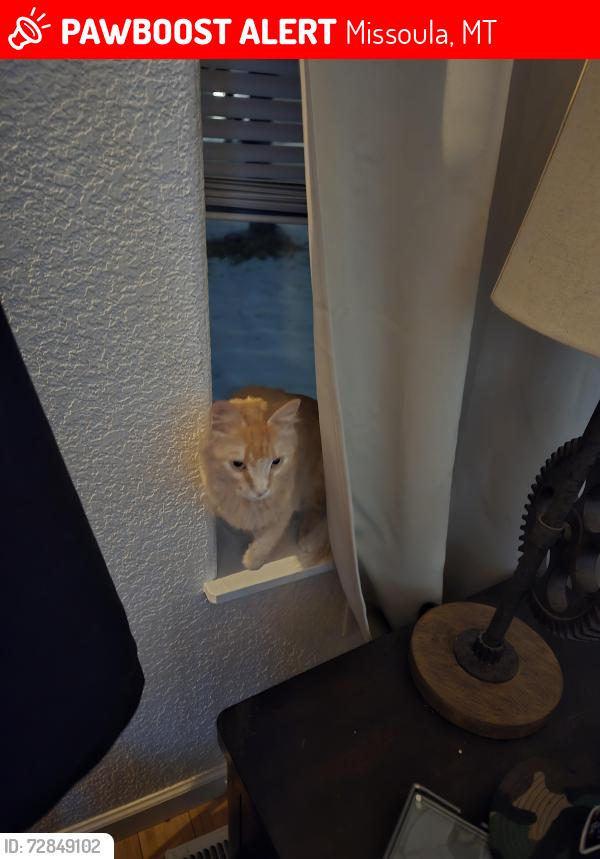 Lost Female Cat last seen England boulevard , Missoula, MT 59808