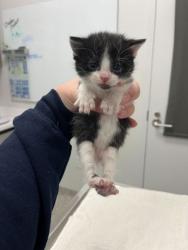 Shelter Stray Female Cat last seen 43rd and Virginia Ave, KCMO, 64116, 64116, MO, Kansas City, MO 64132