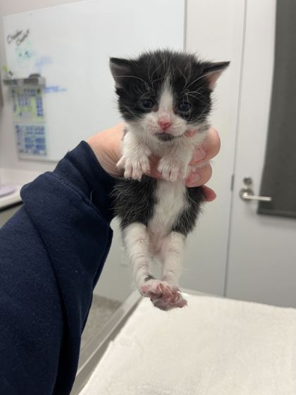 Shelter Stray Female Cat last seen 43rd and Virginia Ave, KCMO, 64116, 64116, MO, Kansas City, MO 64132