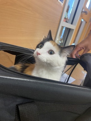 Shelter Stray Female Cat last seen Near Buford Hwy NE, Atlanta, GA 30329, 30329, GA, Atlanta, GA 30341