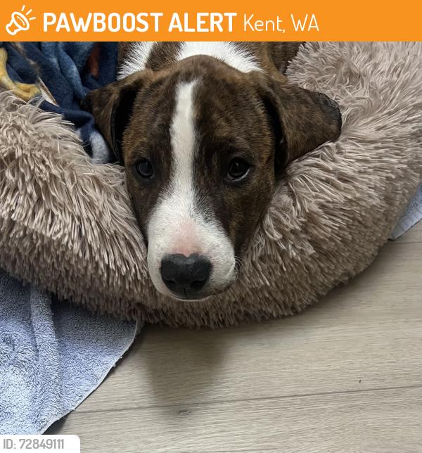 Found/Stray Unknown Dog last seen 120th Ave SE and SE 216th street, Kent, WA 98031