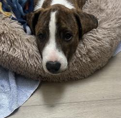Found/Stray Unknown Dog last seen 120th Ave SE and SE 216th street, Kent, WA 98031