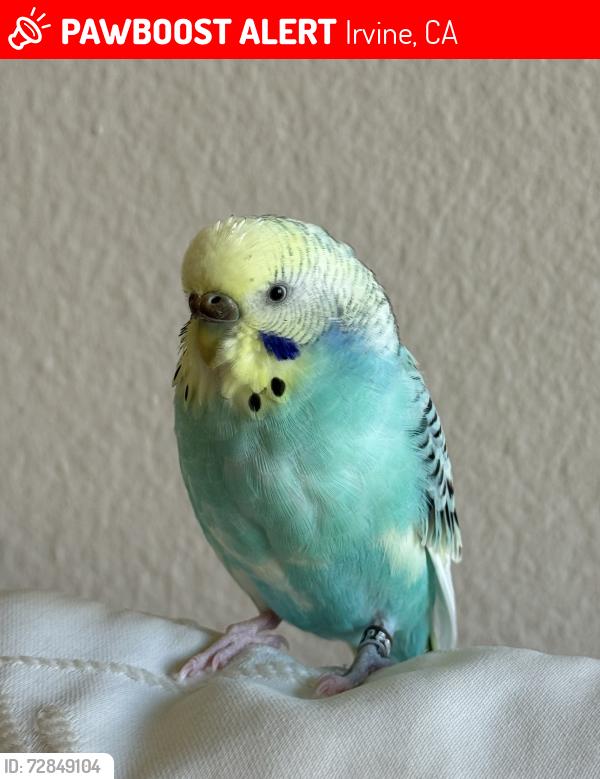 Lost Male Bird last seen Peppergrass park, Irvine, CA 92604