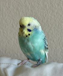 Lost Male Bird last seen Peppergrass park, Irvine, CA 92604