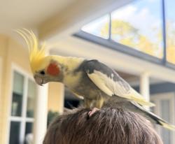 Found/Stray Male Bird last seen Near SW 107th Drive, Gainesville, FL 32607, Gainesville, FL 32607