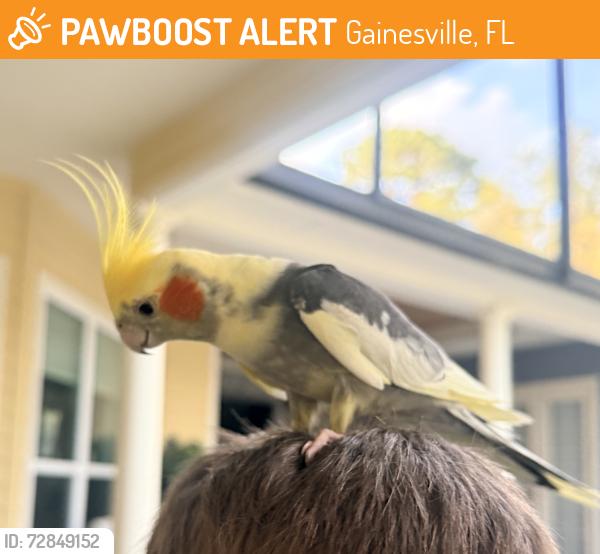 Found/Stray Male Bird last seen Near SW 107th Drive, Gainesville, FL 32607, Gainesville, FL 32607