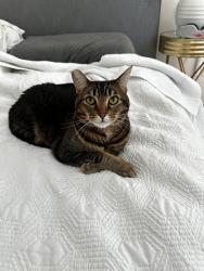 Lost Female Cat last seen Hill & Third, Santa Monica, CA 90405