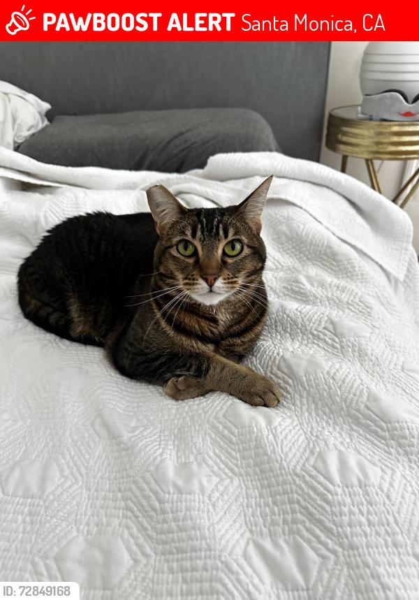 Lost Female Cat last seen Hill & Third, Santa Monica, CA 90405