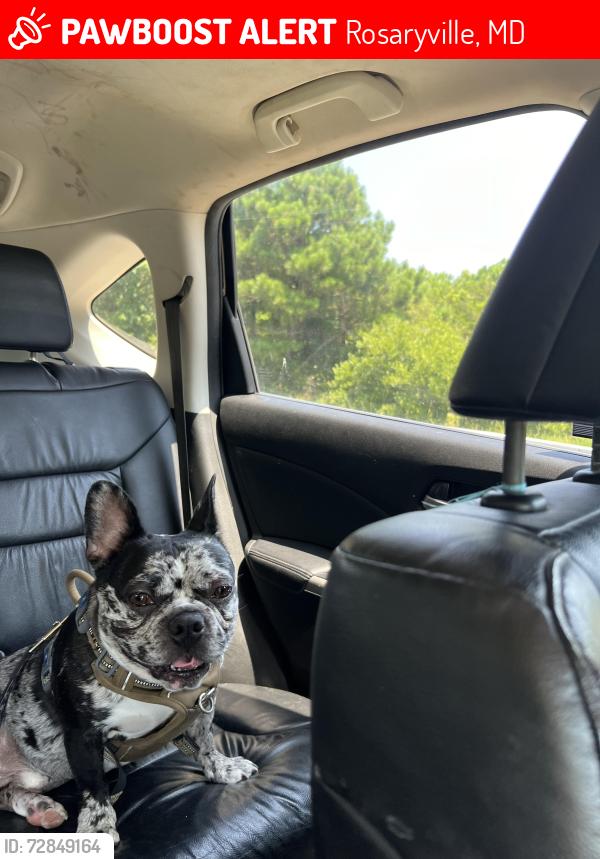 Lost Male Dog last seen Tyrone Drive and Frank Tippett, Rosaryville, MD 20772