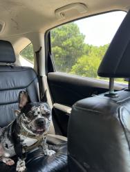 Lost Male Dog last seen Tyrone Drive and Frank Tippett, Rosaryville, MD 20772
