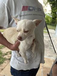 Found/Stray Male Dog last seen Holliday Drive, Cookeville, TN 38506
